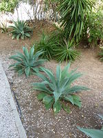 Agave