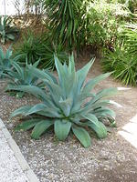 Agave